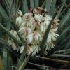 Banana Yucca #5 - Image 2
